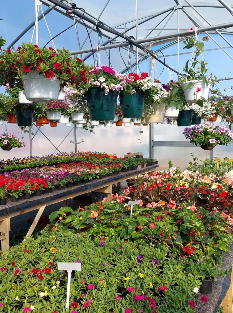 Uus_müügikasvuhoone1